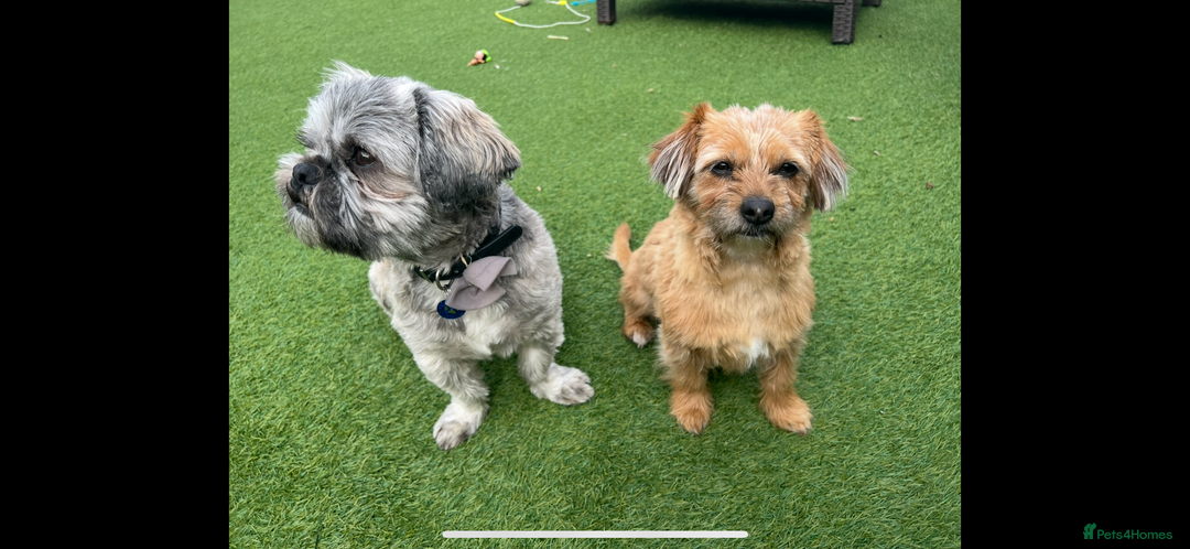 Shih Tzu dogs for sale: 2 dogs for rehoming  - Image 1