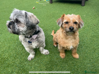 Shih Tzu dogs - Advert 4