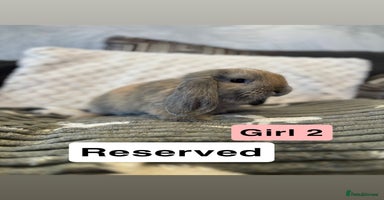 Mini Lop rabbits - Advert 2