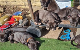 American Bull Staffy dogs for sale: 3GIRLS £600 American Staffordshire Terrier Puppies - Image 4