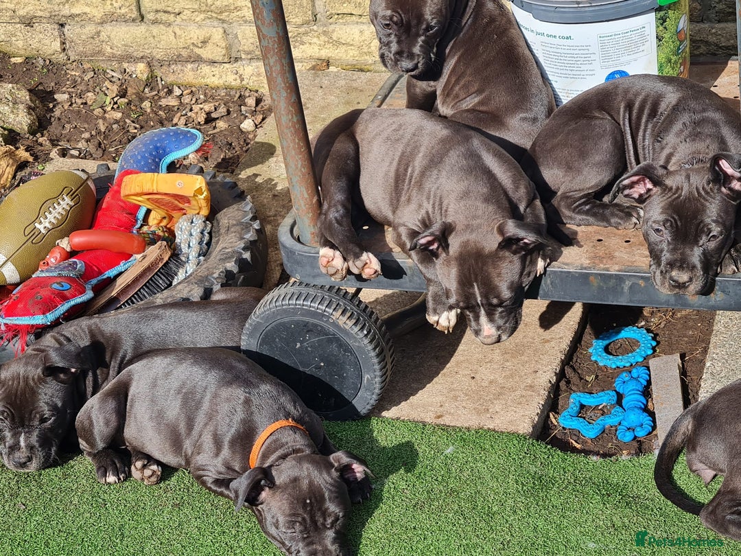 American Bull Staffy dogs for sale: 3GIRLS £600 American Staffordshire Terrier Puppies - Image 4