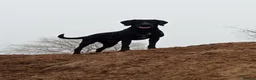 Pointer dogs for sale: Working Male HPR - Advert 2