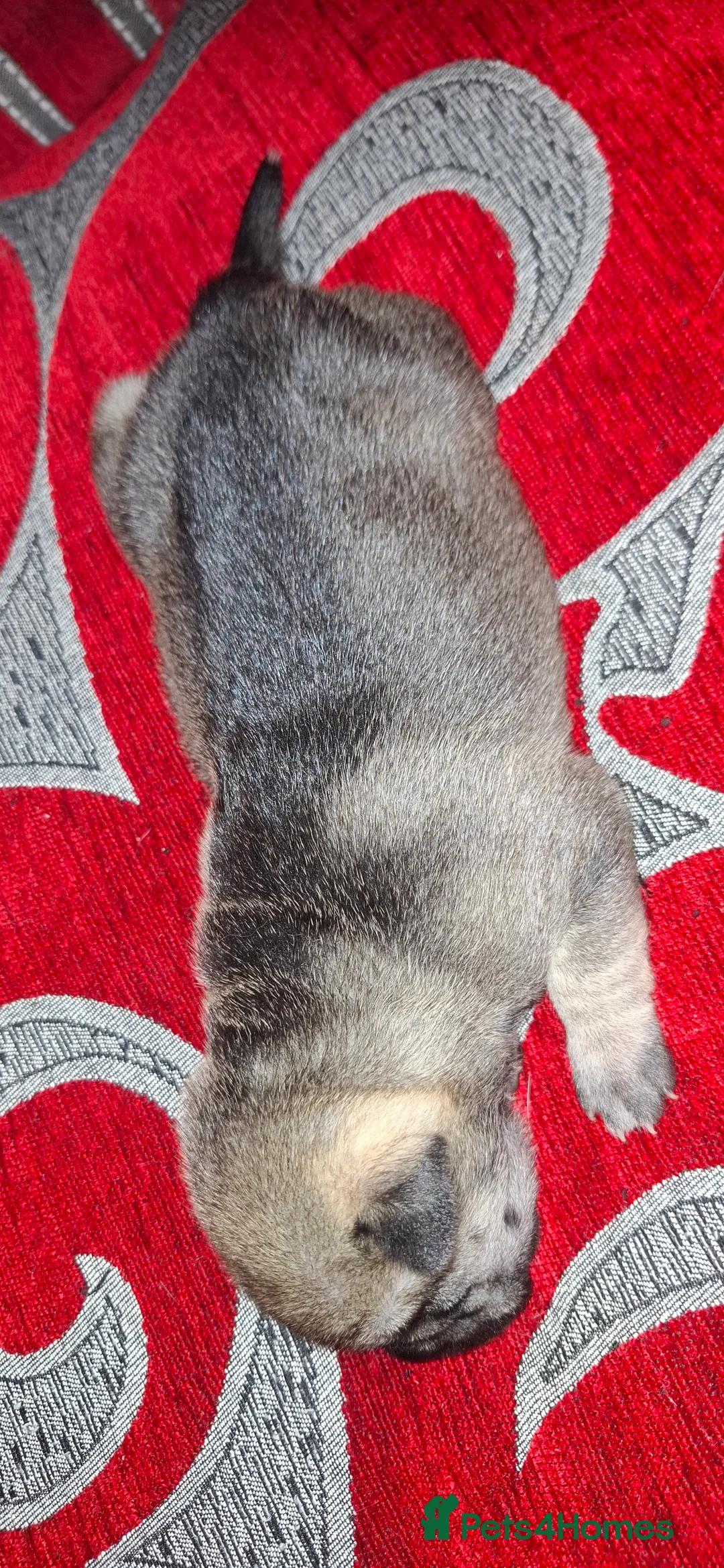 Mixed Breed dogs for sale: Rus-A-Pei ( Rare ) - Advert 24