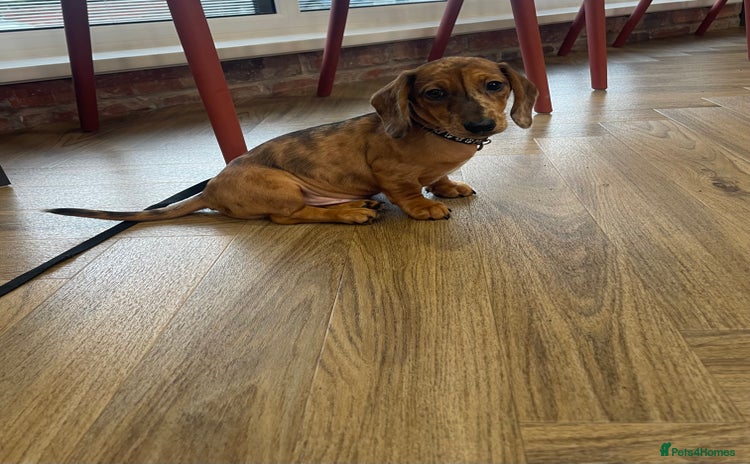 Miniature Dachshund dogs - Advert 1