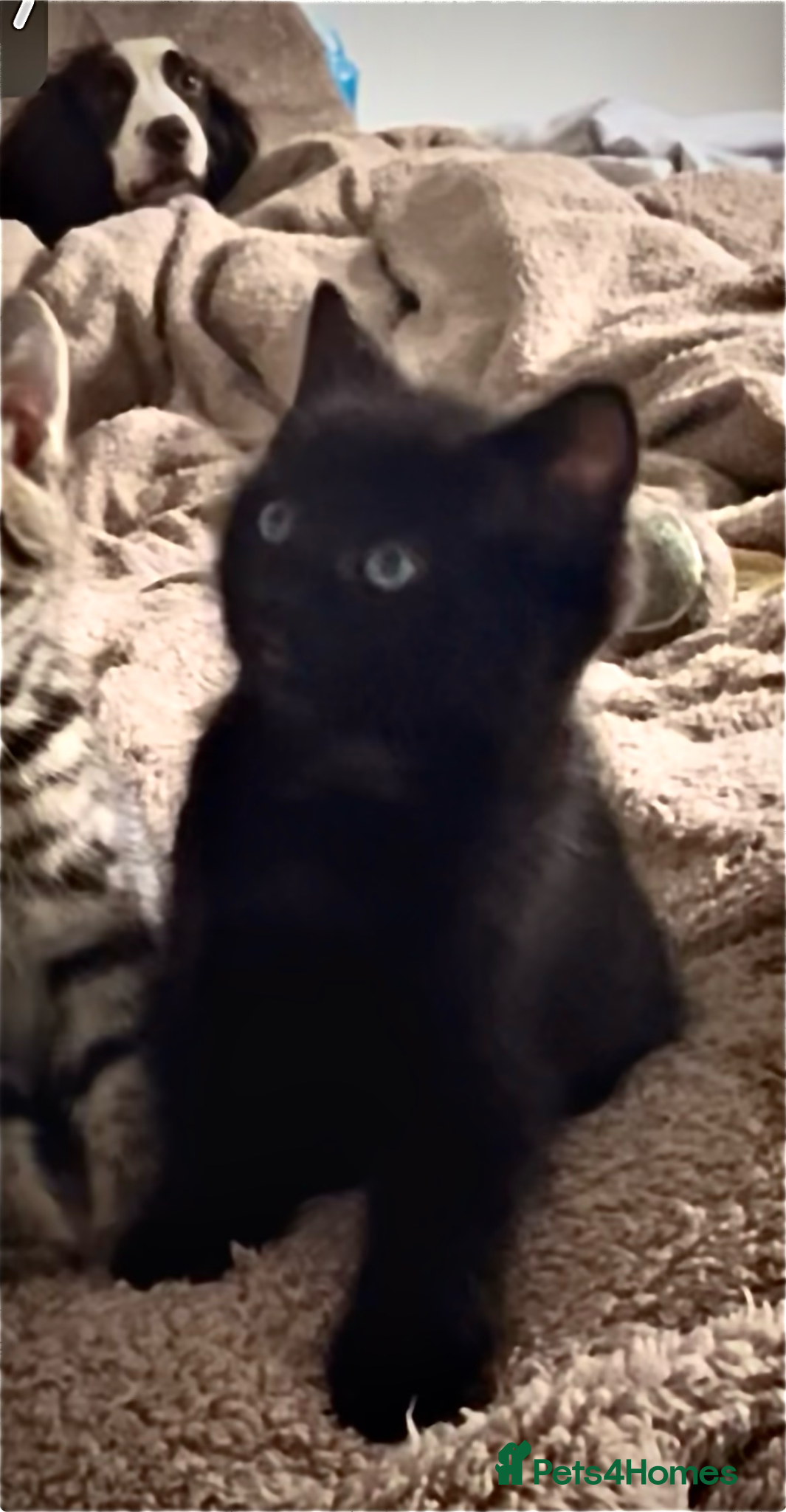 Mixed Breed cats 1 BLACK MALE FLUFFY RAGDOLL KITTEN LEFT!! !! - Advert 1