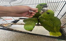 Parrots birds for sale: Baby hand reared amazons for sale  - Image 2