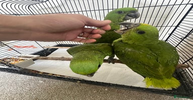 Parrots birds - Advert 9