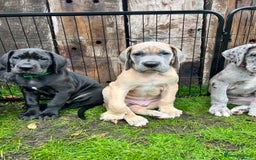 Great Dane dogs for sale: Great Dane puppy’s  - Image 6