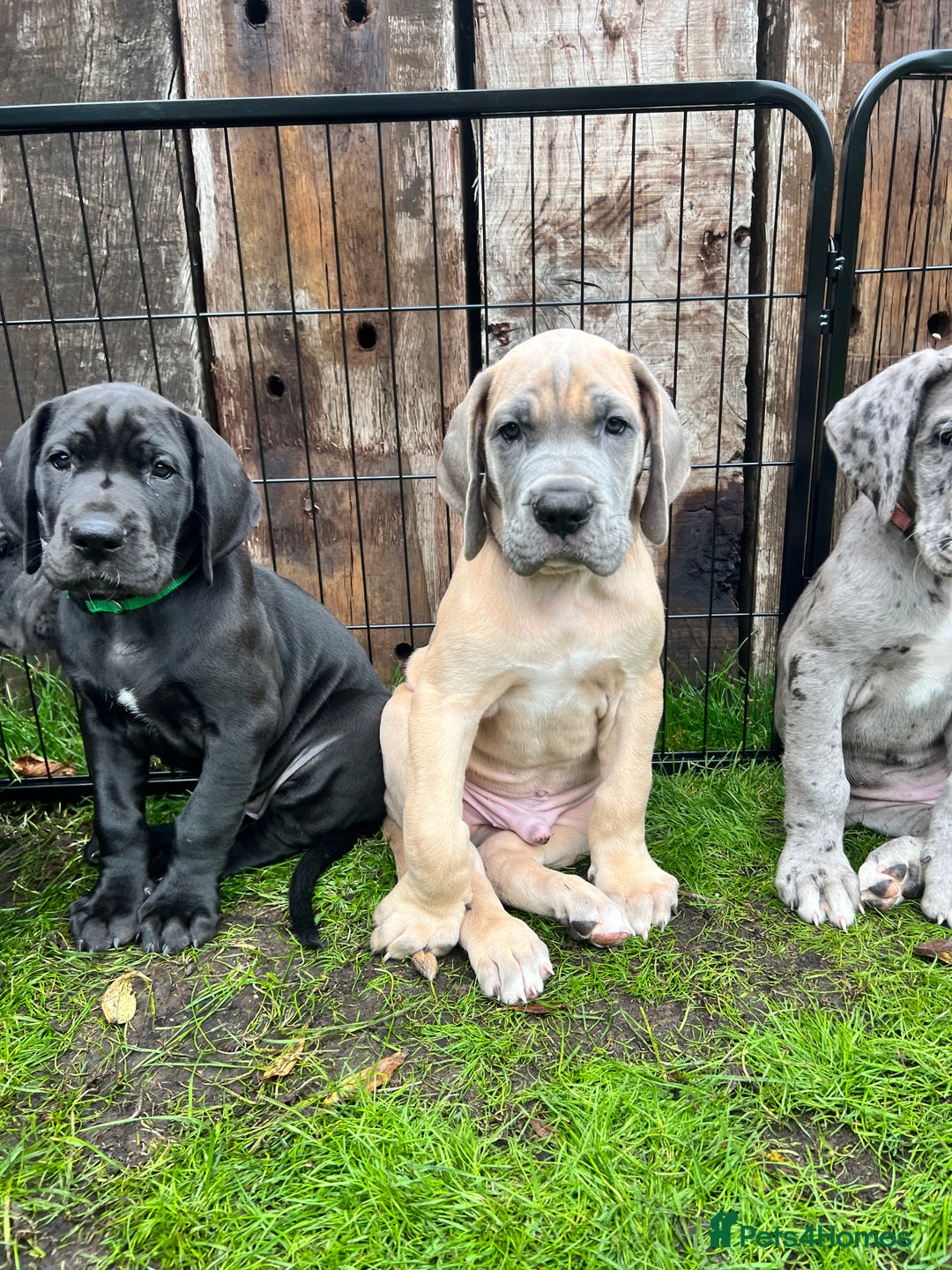 Great Dane dogs for sale: Great Dane puppy’s  - Image 6