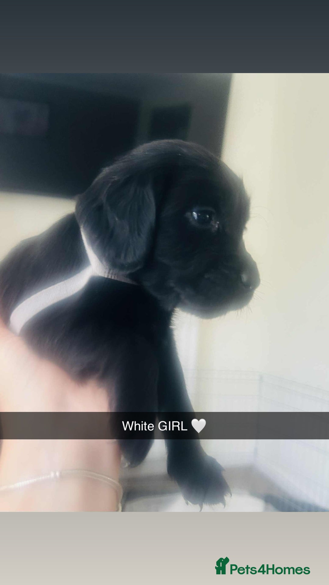 Cocker Spaniel dogs for sale: Cocker spaniel puppies for sale  - Image 5
