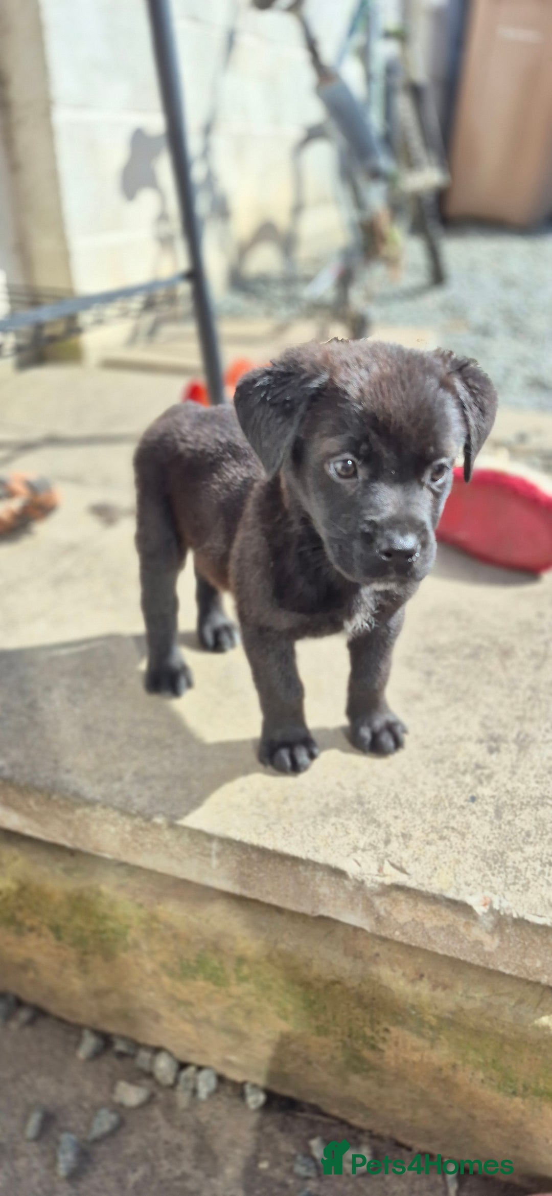 Mixed Breed dogs for sale: Mastiff x Rottweiler  - Image 27