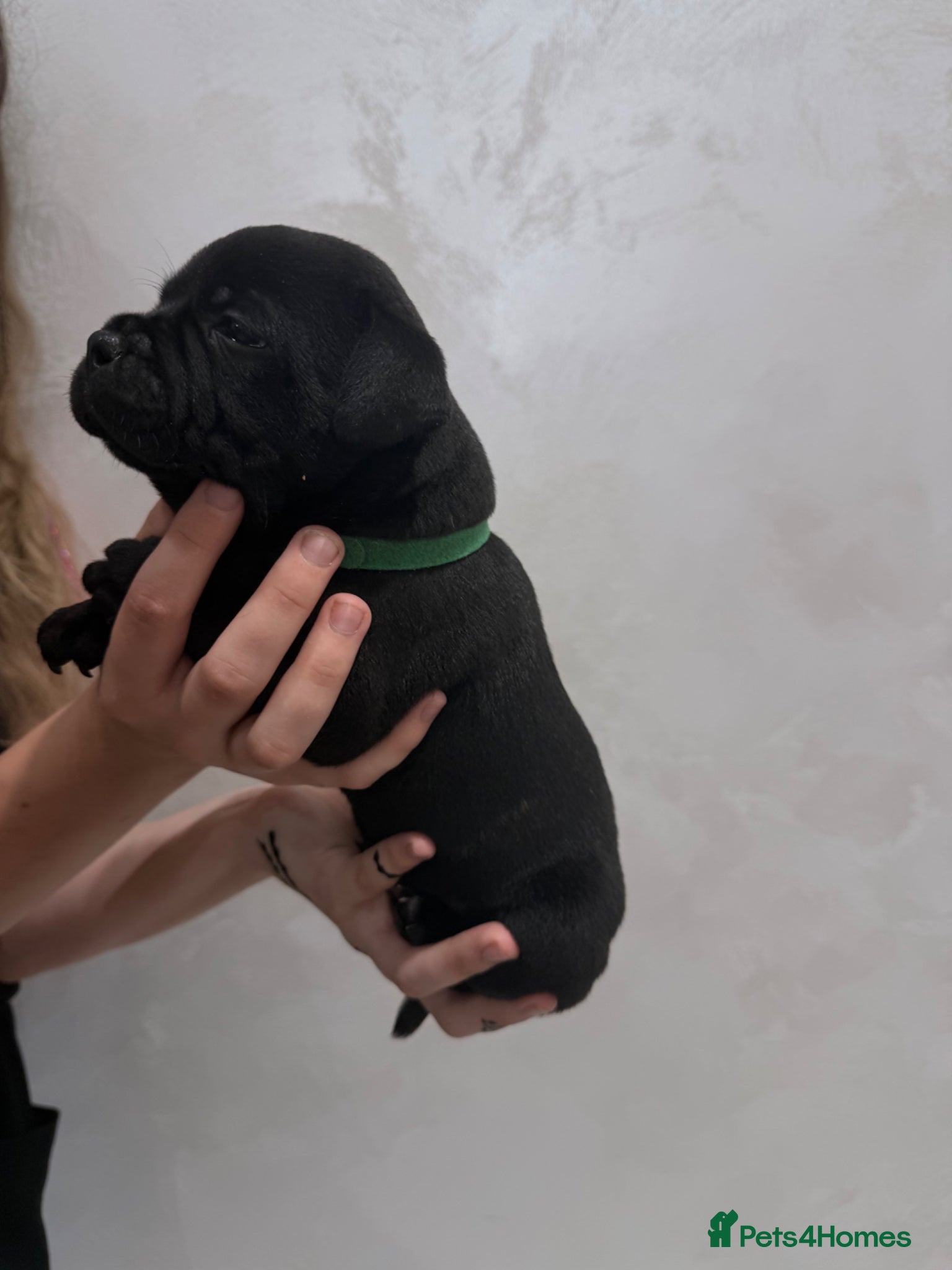 Staffordshire Bull Terrier dogs True To size Bullscaff bloodline black pupies - Advert 2
