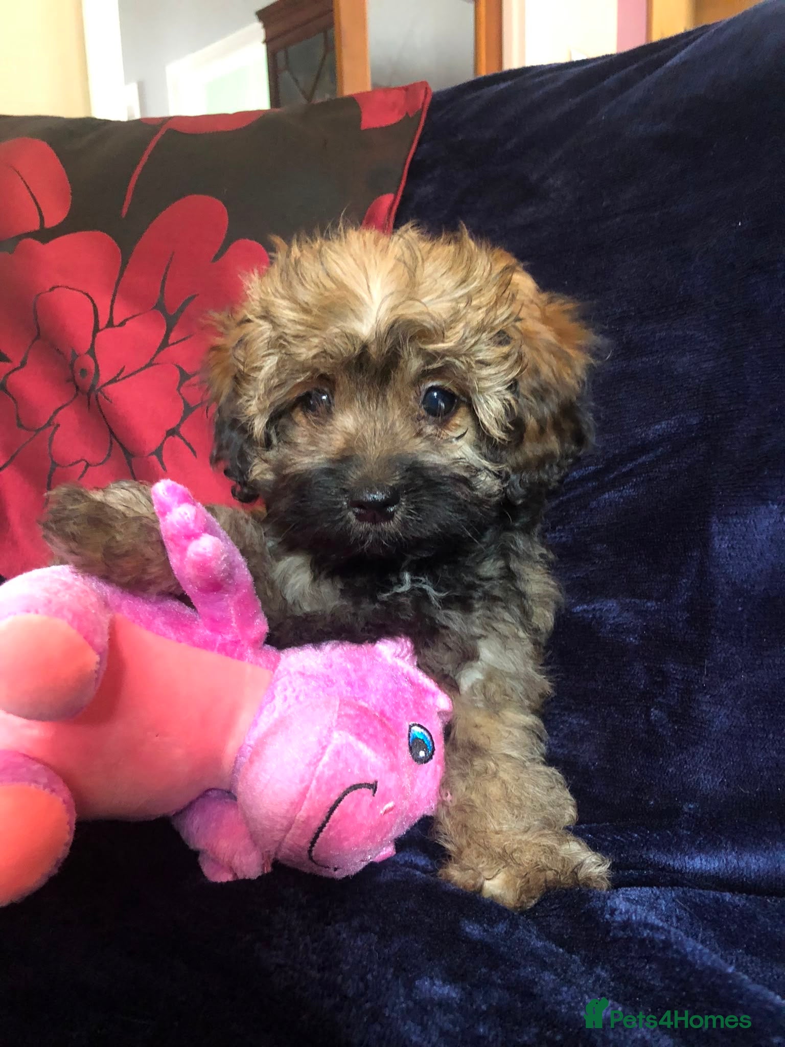 Mixed Breed dogs shihpoo x maltese puppies for sale - Advert 2