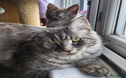 Maine Coon cats for sale: Little adorable kitten looking for new home  - Image 10