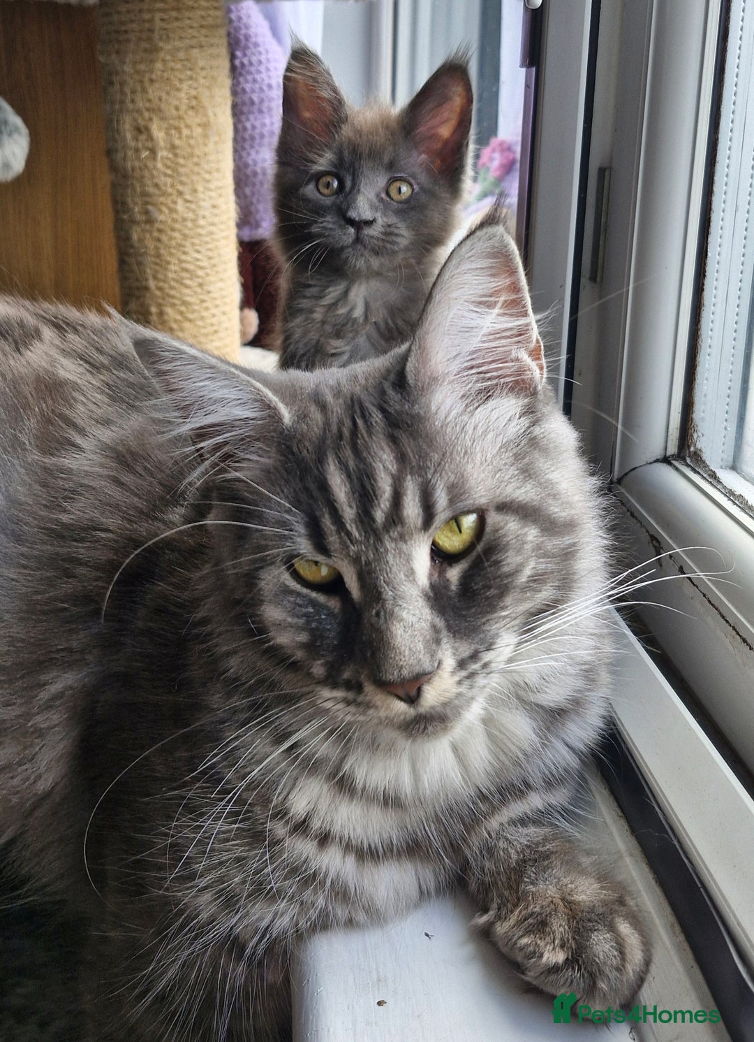 Maine Coon cats for sale: Little adorable kitten looking for new home  - Image 10