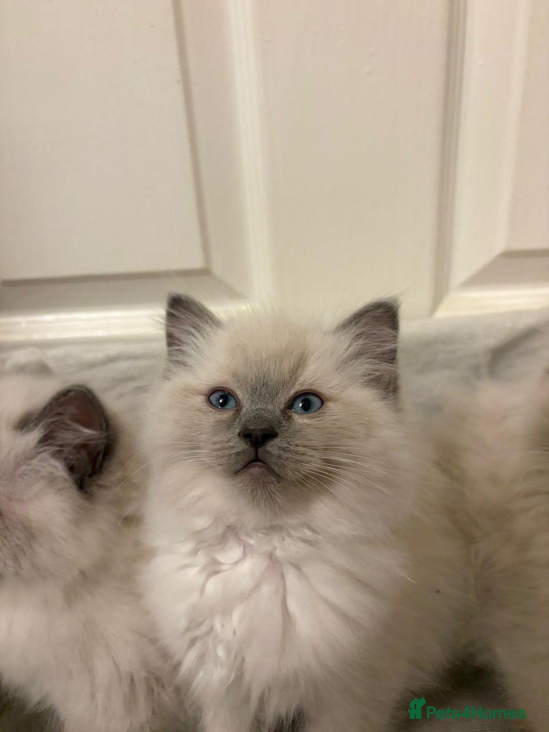 Ragdoll cats for sale: 3 GORGEOUS RAGDOLL BOY KITTENS READY NOW - Advert 9