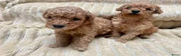 Mixed Breed dogs for sale: 2 adorable miniature poodles  - Advert 4