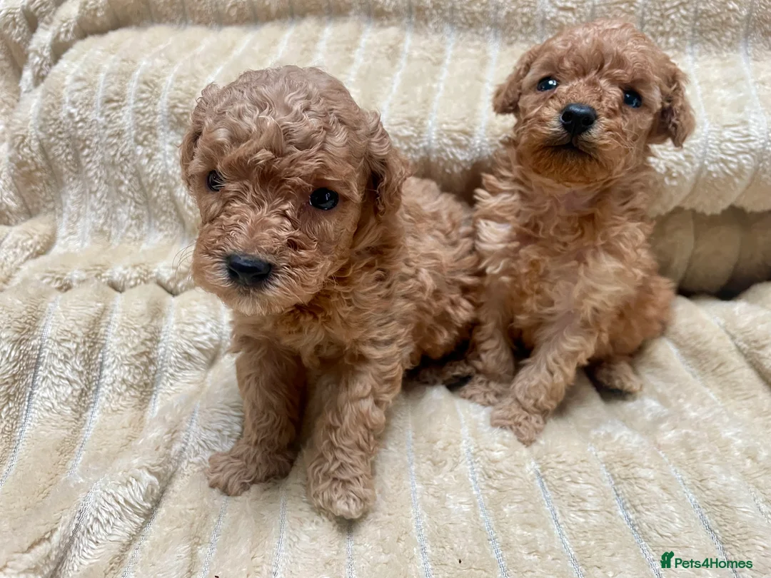 Mixed Breed dogs for sale: 2 adorable miniature poodles  - Advert 4