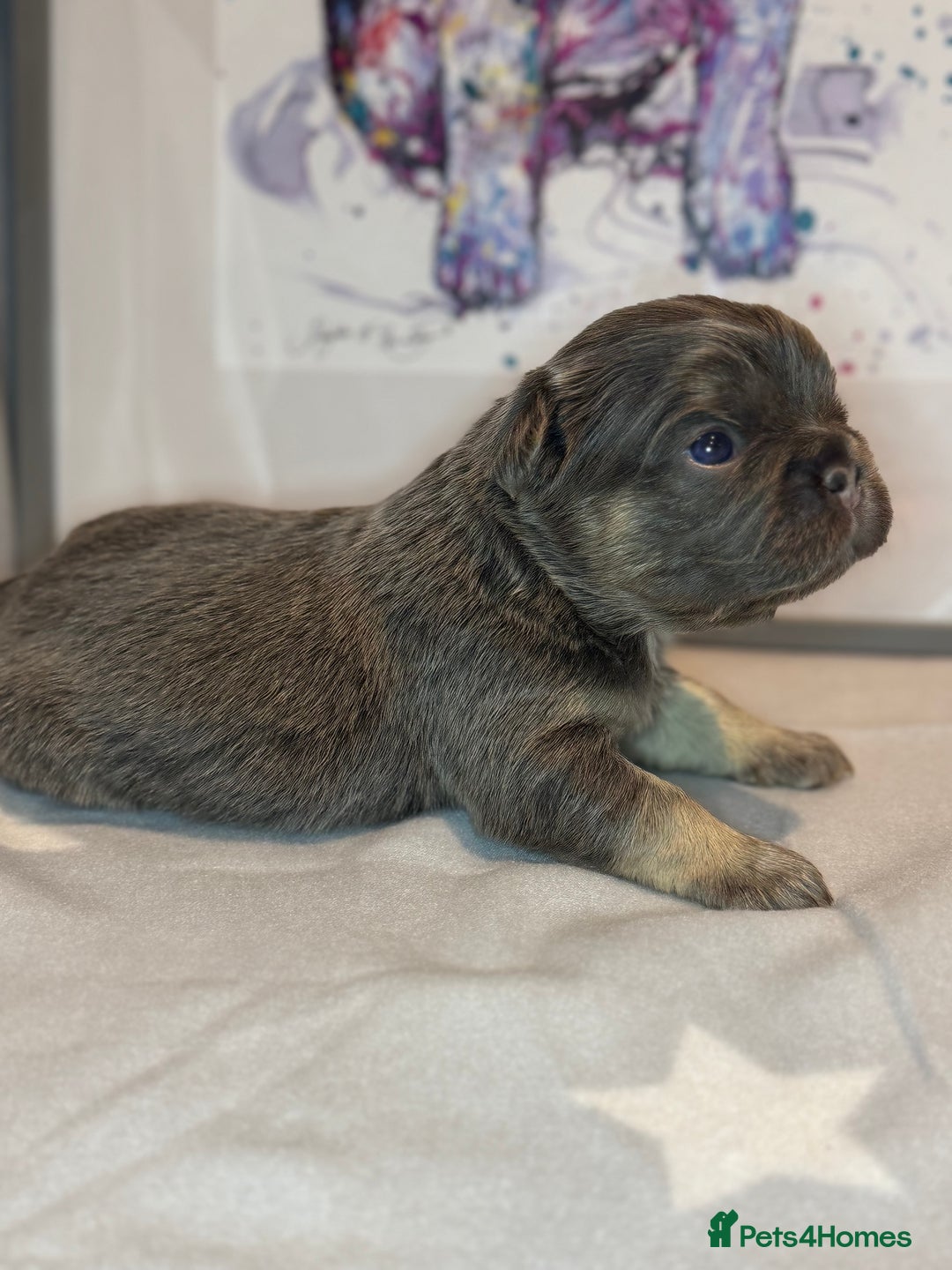 French Bulldog dogs for sale: Fluffy French Bulldog Puppies - Advert 9