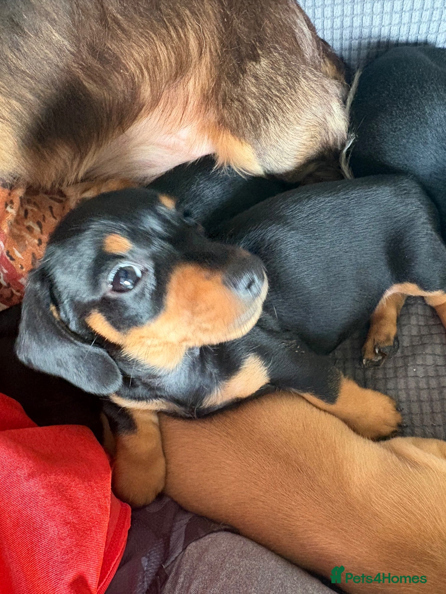 Miniature Dachshund dogs Miniature Smooth Dachshund's  - Advert 2