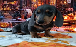 Dachshund dogs for sale: READY NOW STANDARD PRA CLR KC REG MANY CHAMPS - Image 8