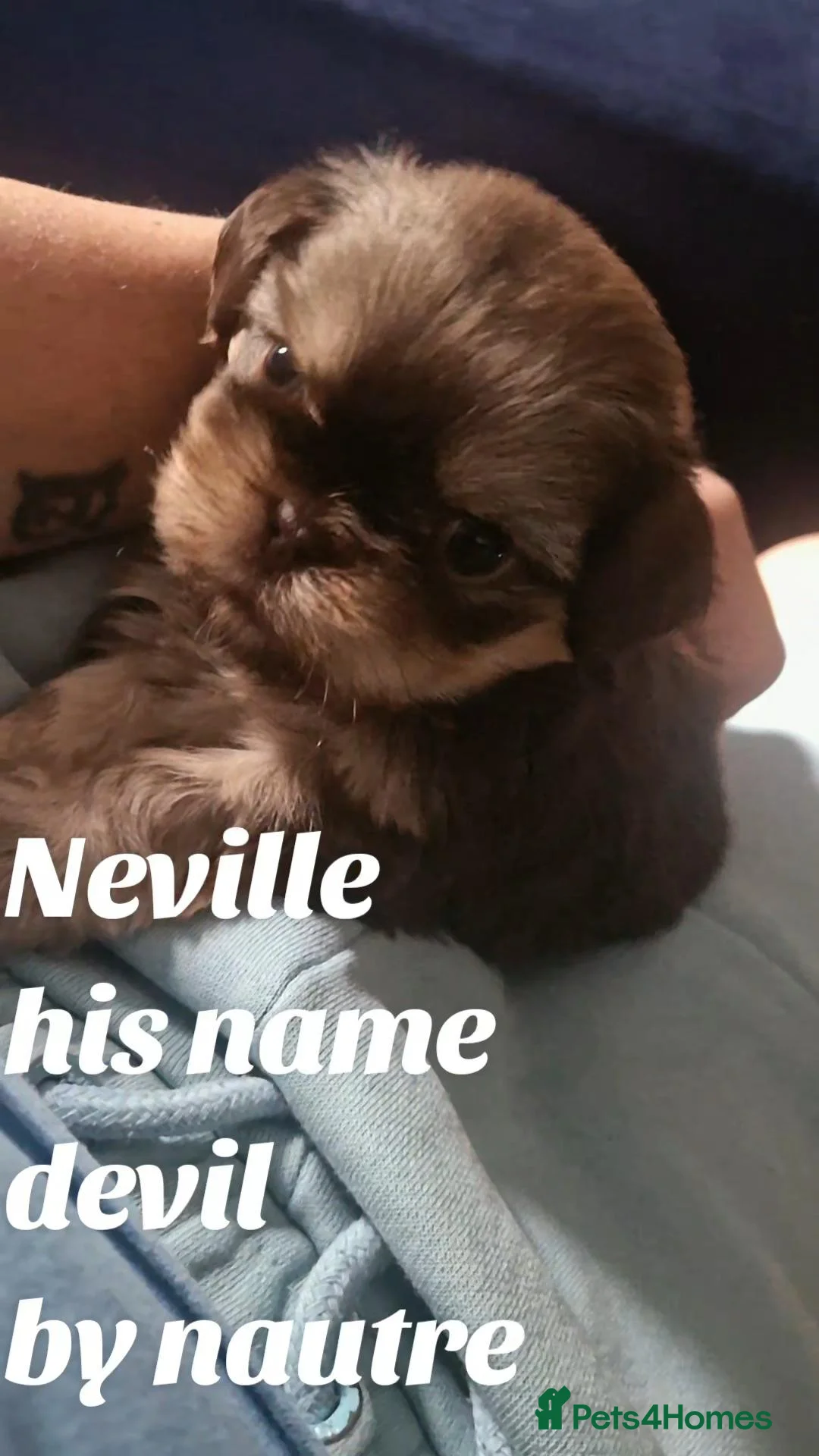 Shih Tzu dogs for sale: Neville lil dude  in Grimsby - Advert 4