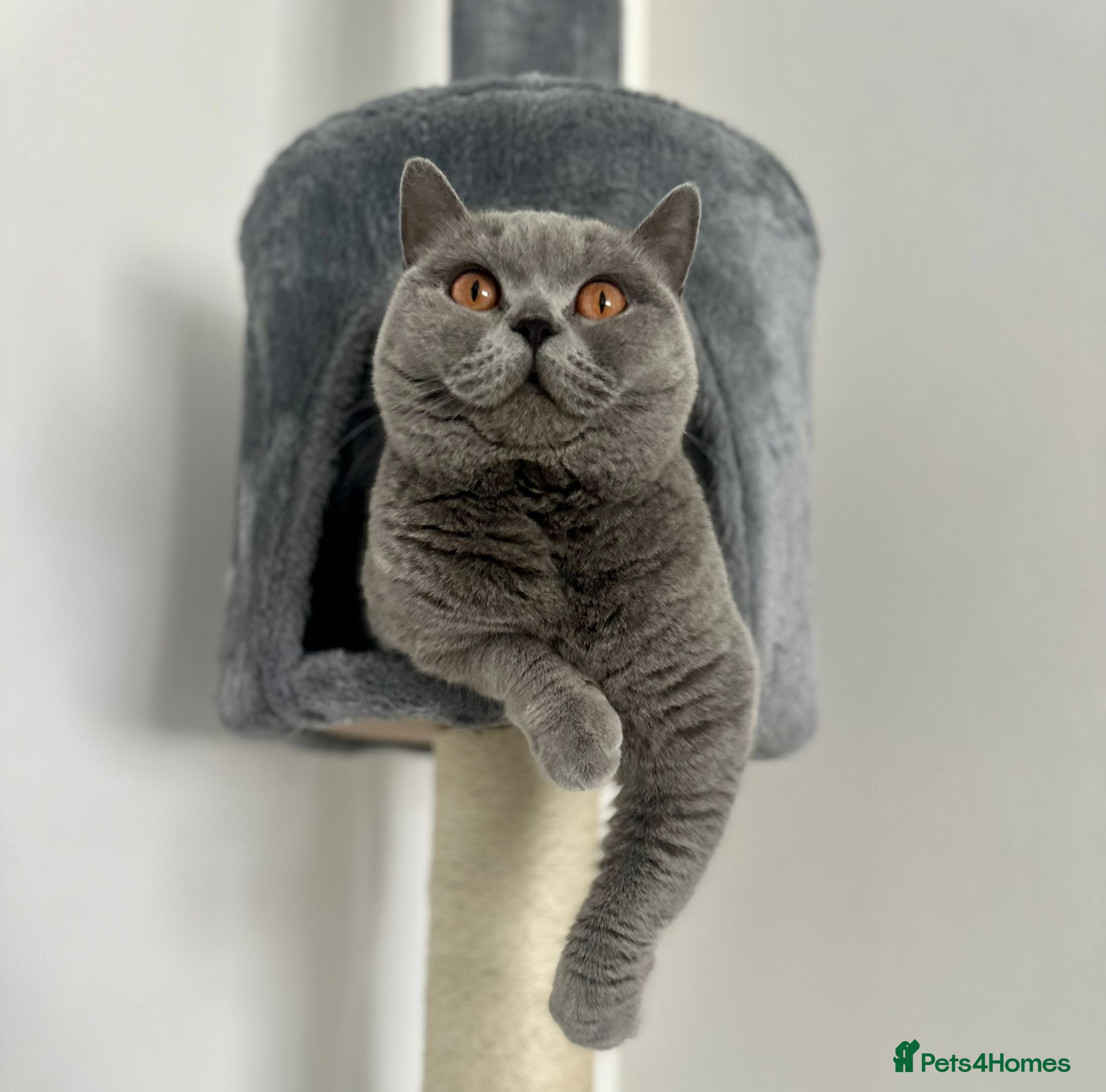 British Shorthair cats GCCF Active amazing cats  - Advert 1
