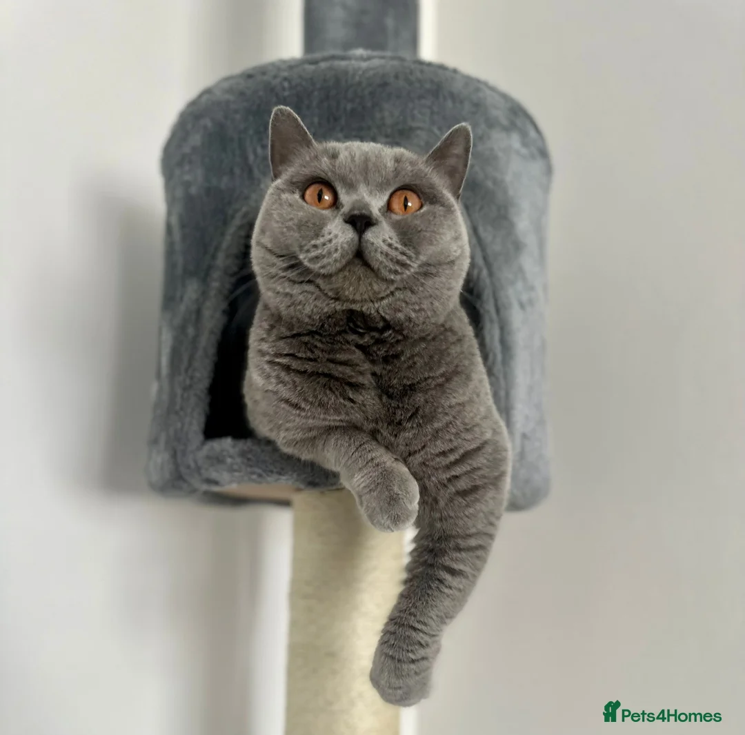 British Shorthair cats for sale: GCCF Active amazing cats  - Advert 1