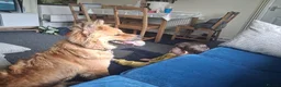 Mixed Breed dogs for sale: Malamute X Akita Mix called Kaiser  in Pontypool - Advert 5