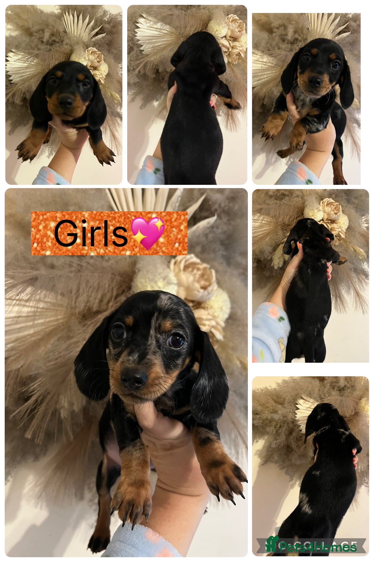 Miniature Dachshund dogs Miniature dachshunds ready for there new home - Advert 6