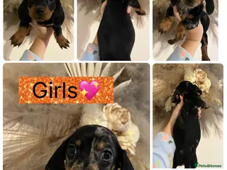 Miniature Dachshund dogs Miniature dachshunds ready for there new home - Advert 6