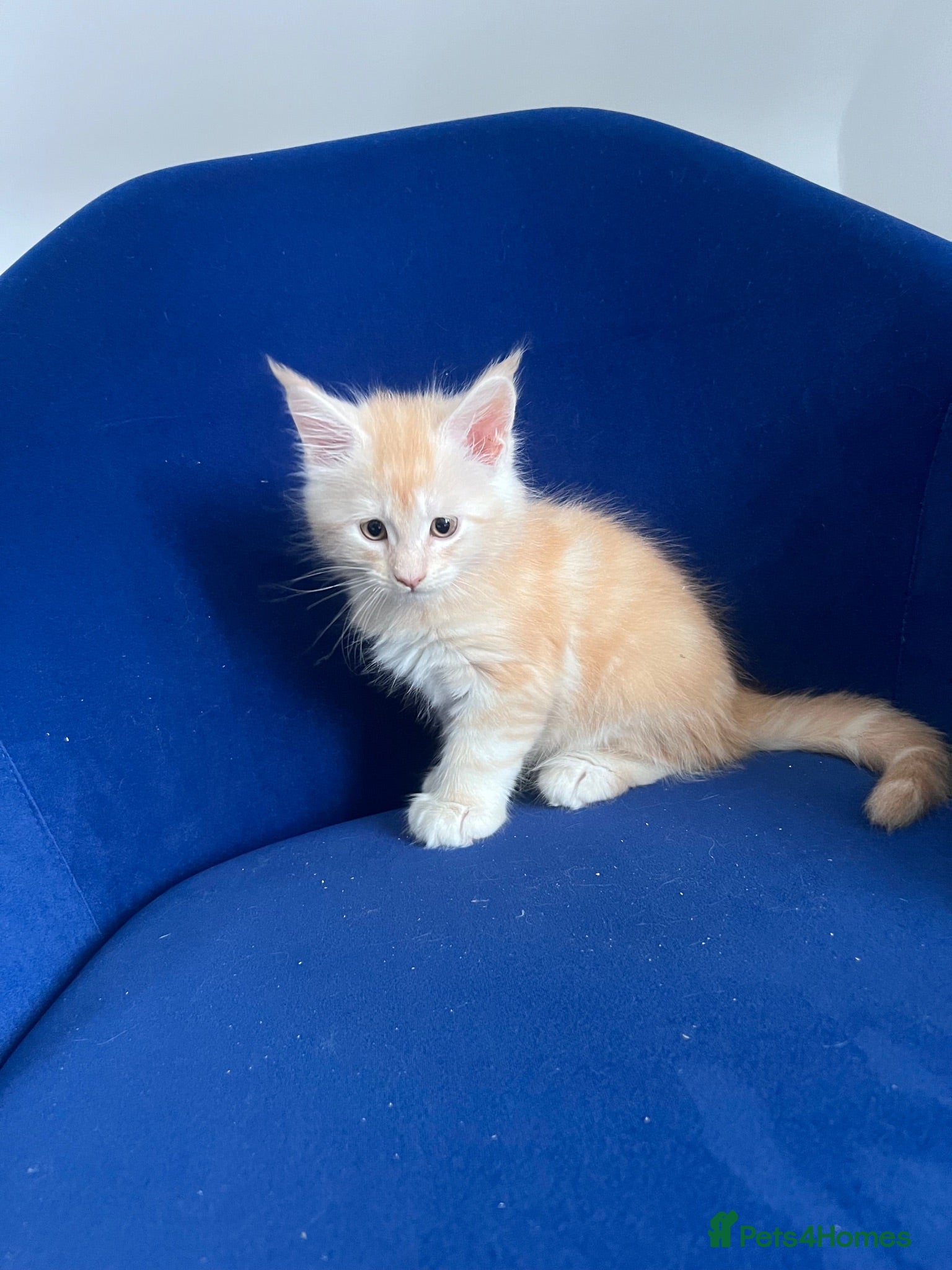 Maine Coon cats Polydactyl and non poly ready to leave - Advert 2