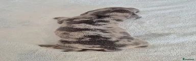 Spotty Grey