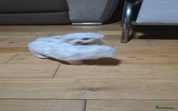 Bichon Frise dogs for sale: Bichon puppies  - Image 6