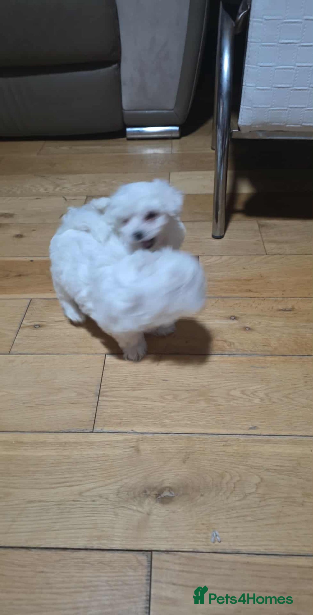 Bichon Frise dogs for sale: Bichon puppies  - Image 6