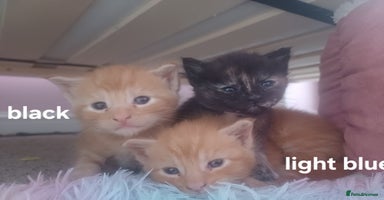 Maine Coon cats - Advert 6