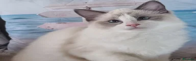 Ragdoll 1