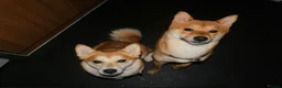 Mixed Breed dogs for sale: 3/4 Japanese Shiba Inu - Advert 7