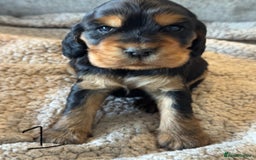 Cocker Spaniel dogs for sale: 100% TRUE SHOW TYPE HEALTH TESTED COCKER SPANIELS  - Advert 2