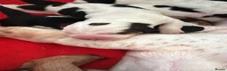 Basset Hound dogs for sale: QUALITY KC LITTER OF BASSET PUPPYS - Advert 11