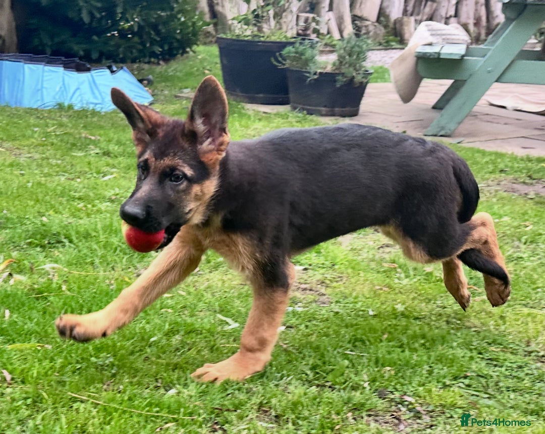 German Shepherd dogs for sale: World class German Shepherd for sale  - Image 5