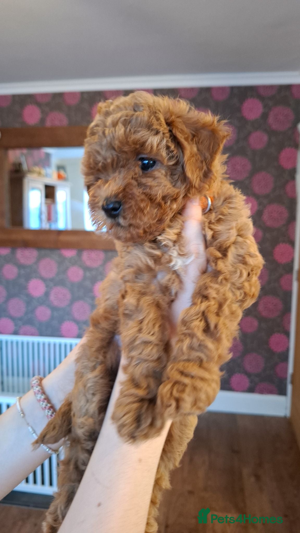 Cavapoo dogs Viewings now. Deep Red Superb Cavapoo pups F1b - Advert 2