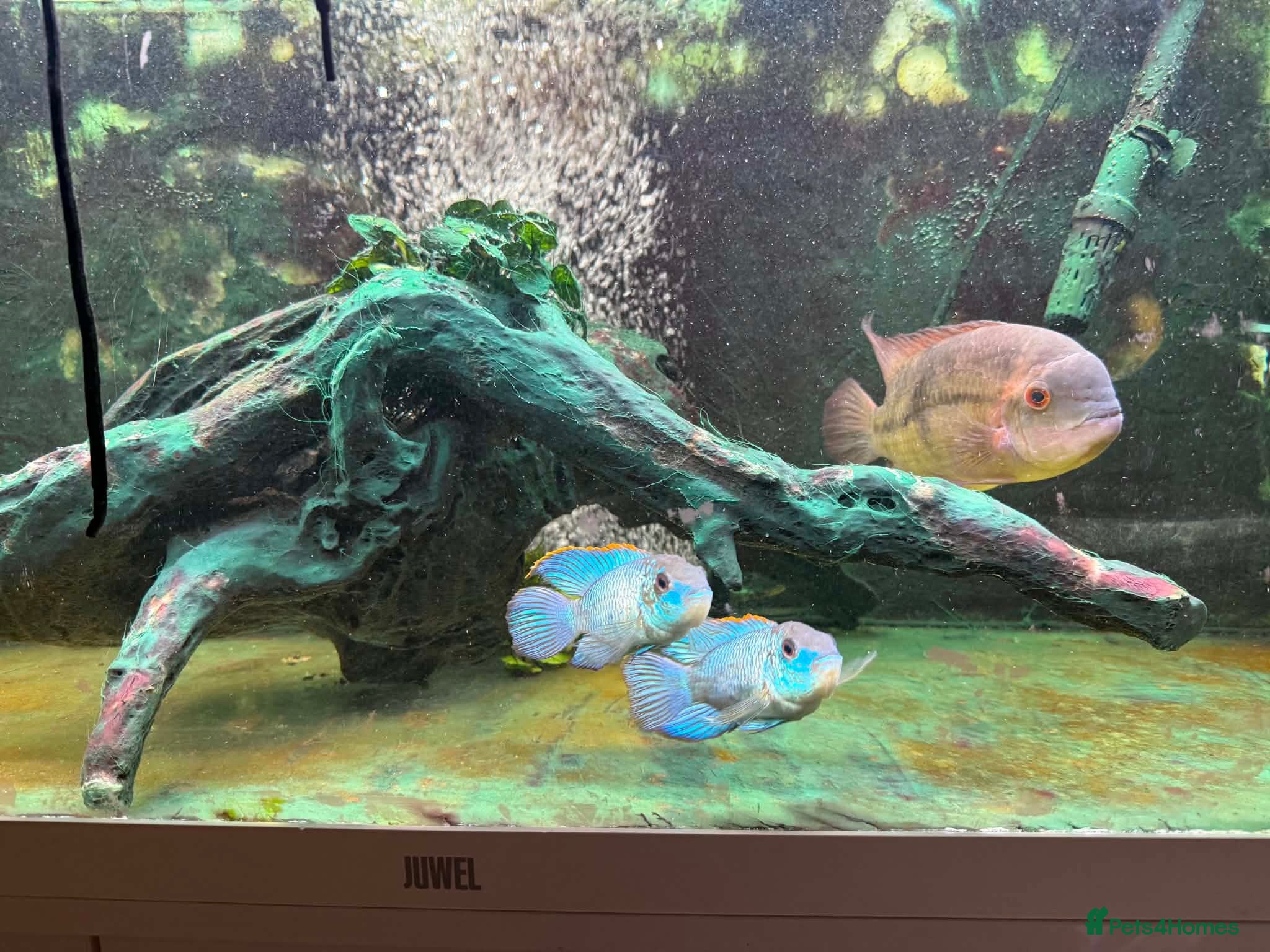 Cichlids fish South American Cichlids - Advert 1
