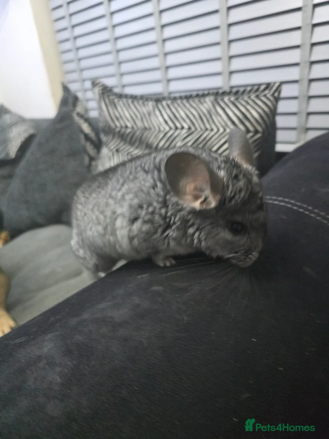 Chinchilla rodents for sale: Lovely Hetero baige Chinchilla kits  - Advert 6