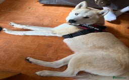 Siberian Husky dogs for sale: White male husky- 3 years old - Image 5
