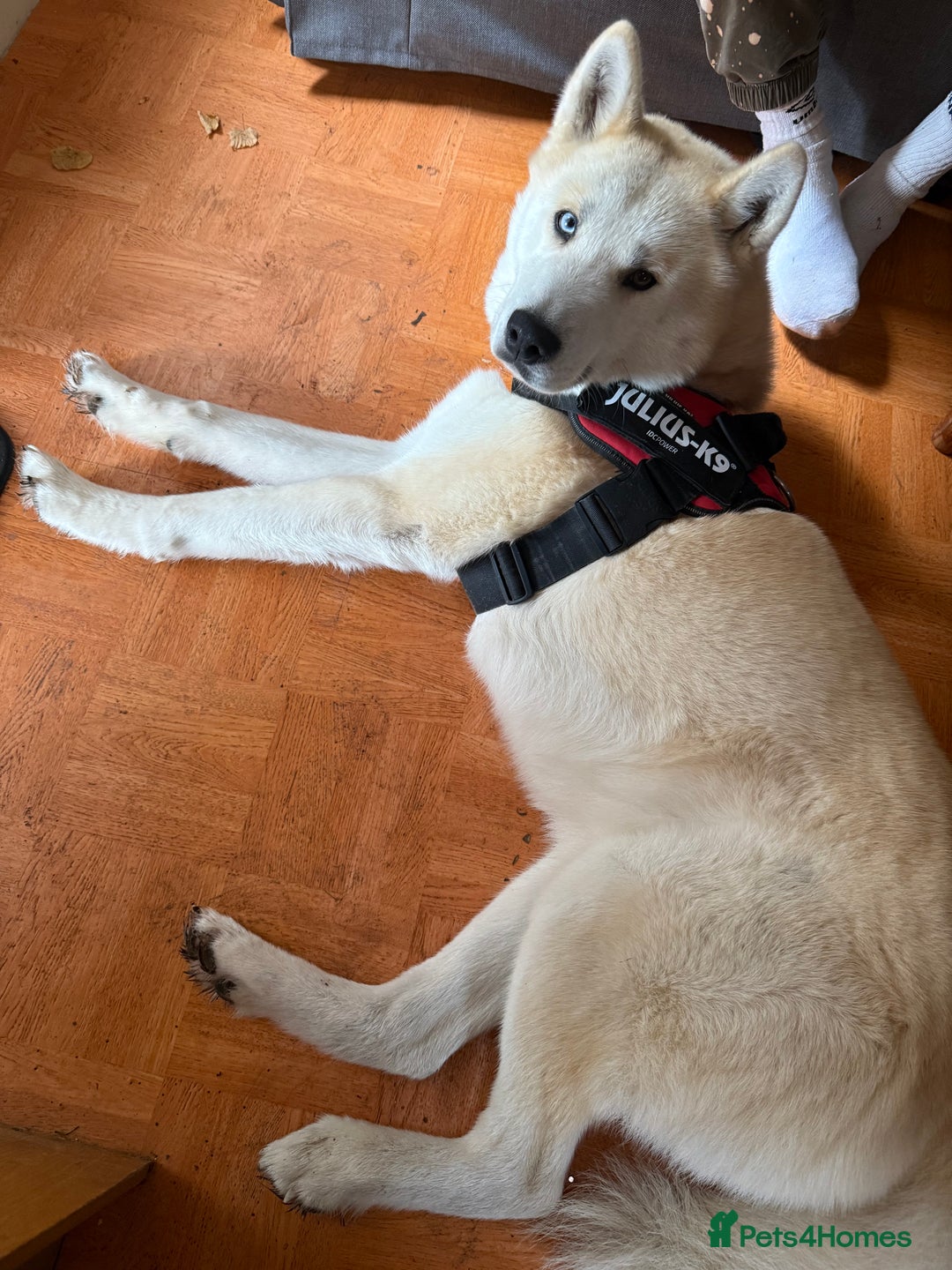 Siberian Husky dogs for sale: White male husky- 3 years old - Image 5