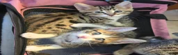 Bengal cats for sale: Beautiful Bengal cross kittens  - Advert 37