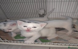 British Longhair cats for sale: Tabby and white Kittens  - Image 9
