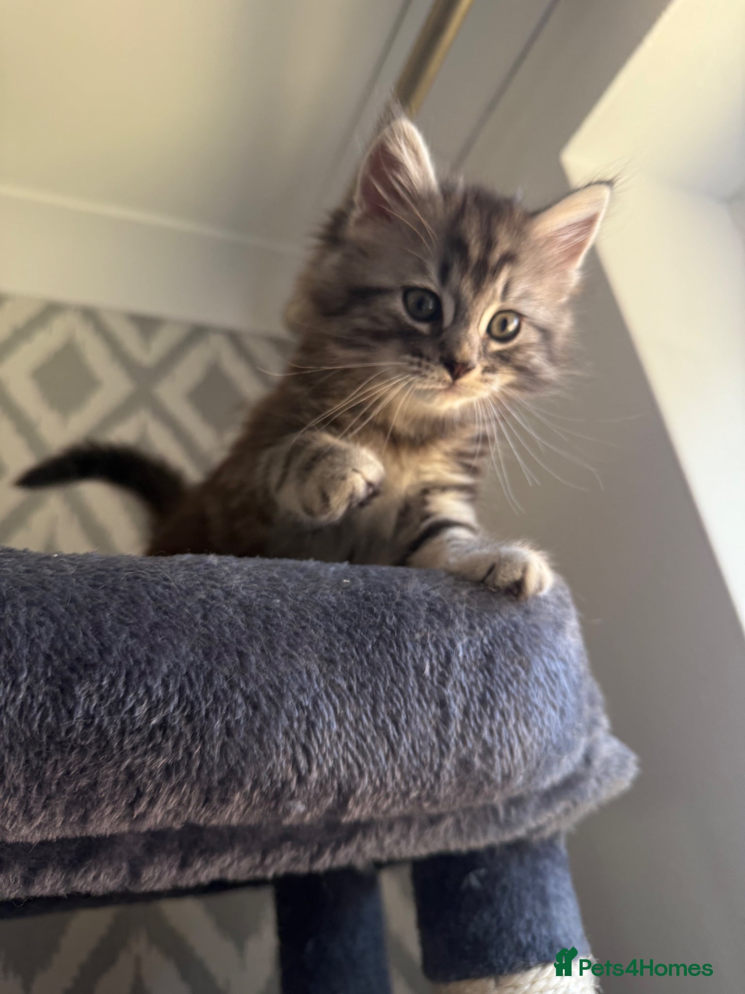 Maine Coon cats for sale:     🐾 Luxury Maine Coon x Siberian Kittens  - Advert 5