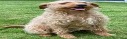 Labradoodle dogs for sale: 🐾 F1B Labradooles 🐾 2 sold already  in Ware - Advert 22